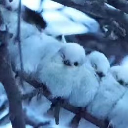 Web端如何实现串口通信